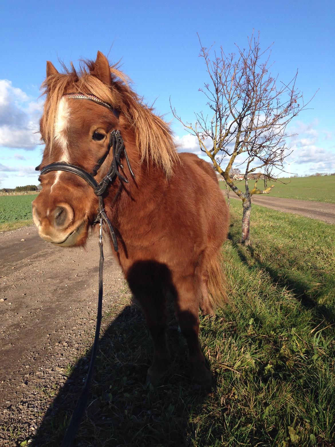 Shetlænder Totte billede 24