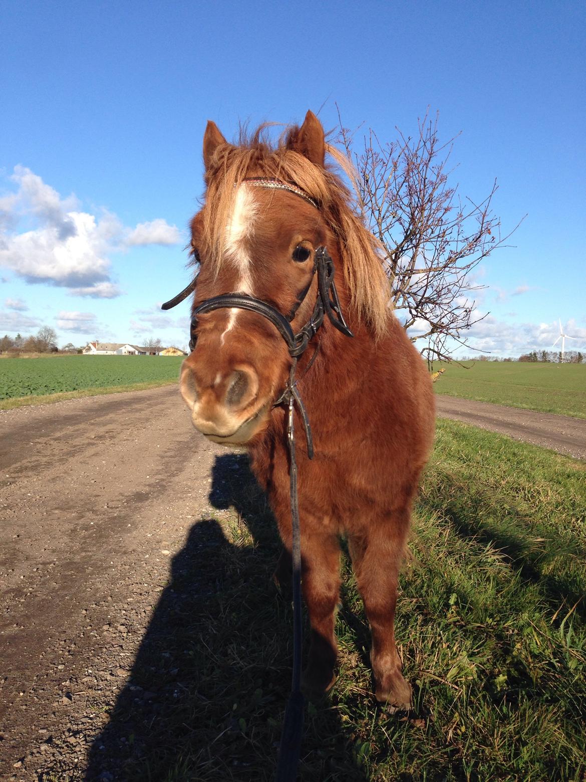 Shetlænder Totte billede 23