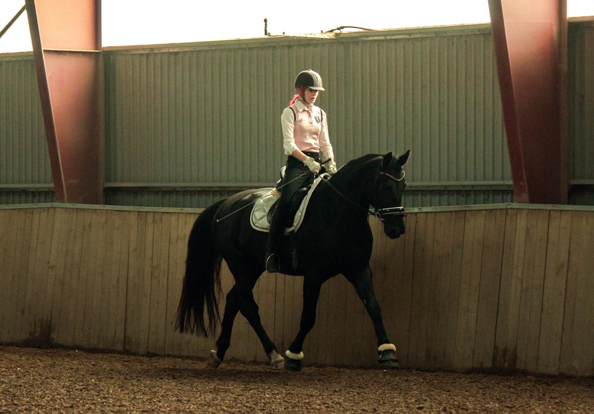 Oldenborg Skovlundegårds Dark Princess - Du kan ikke tvinge en hest til at elske dig. Kærlighed kommer med tillid og tillid kommer med tålmodighed. Gør dig selv den tjeneste at have denne tålmodighed og du får dig en ven for livet. billede 5