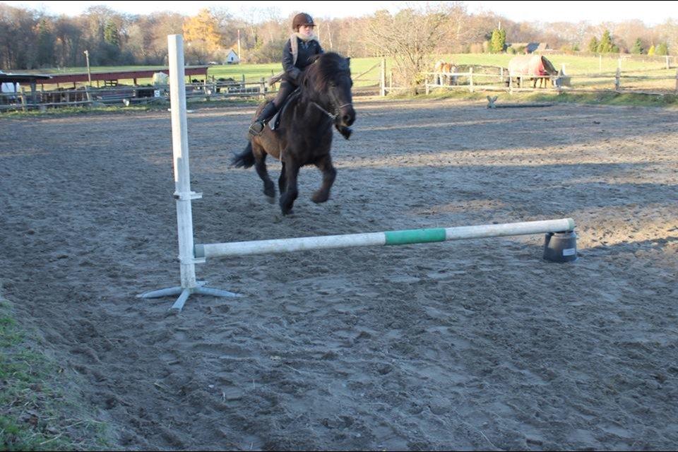 Islænder Asgur billede 2