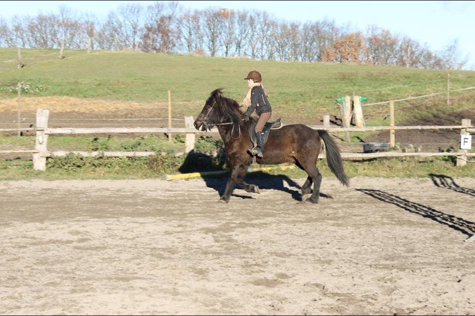 Islænder Asgur billede 3