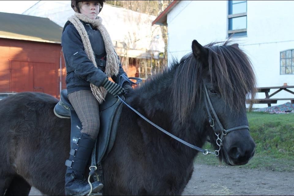 Islænder Asgur billede 10