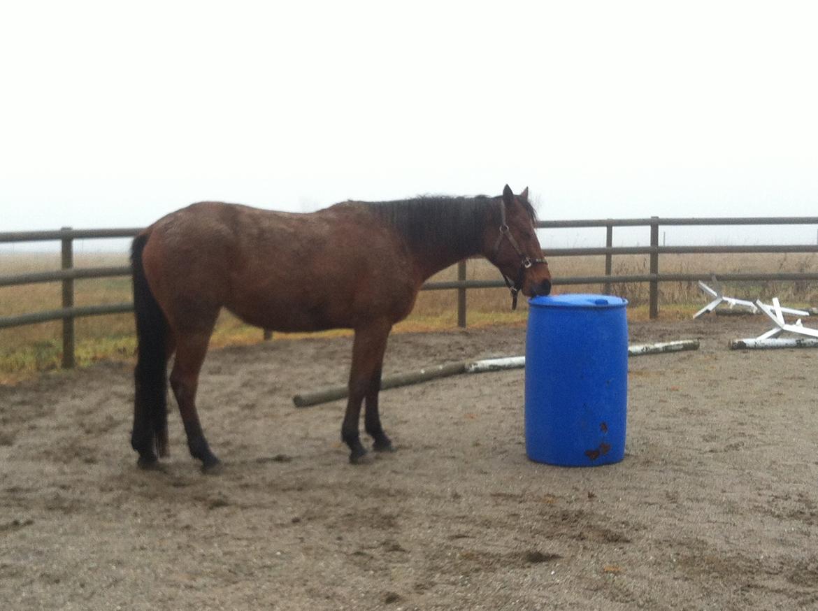 Traver Rosado (Rosa) - 10-12-2013 billede 14