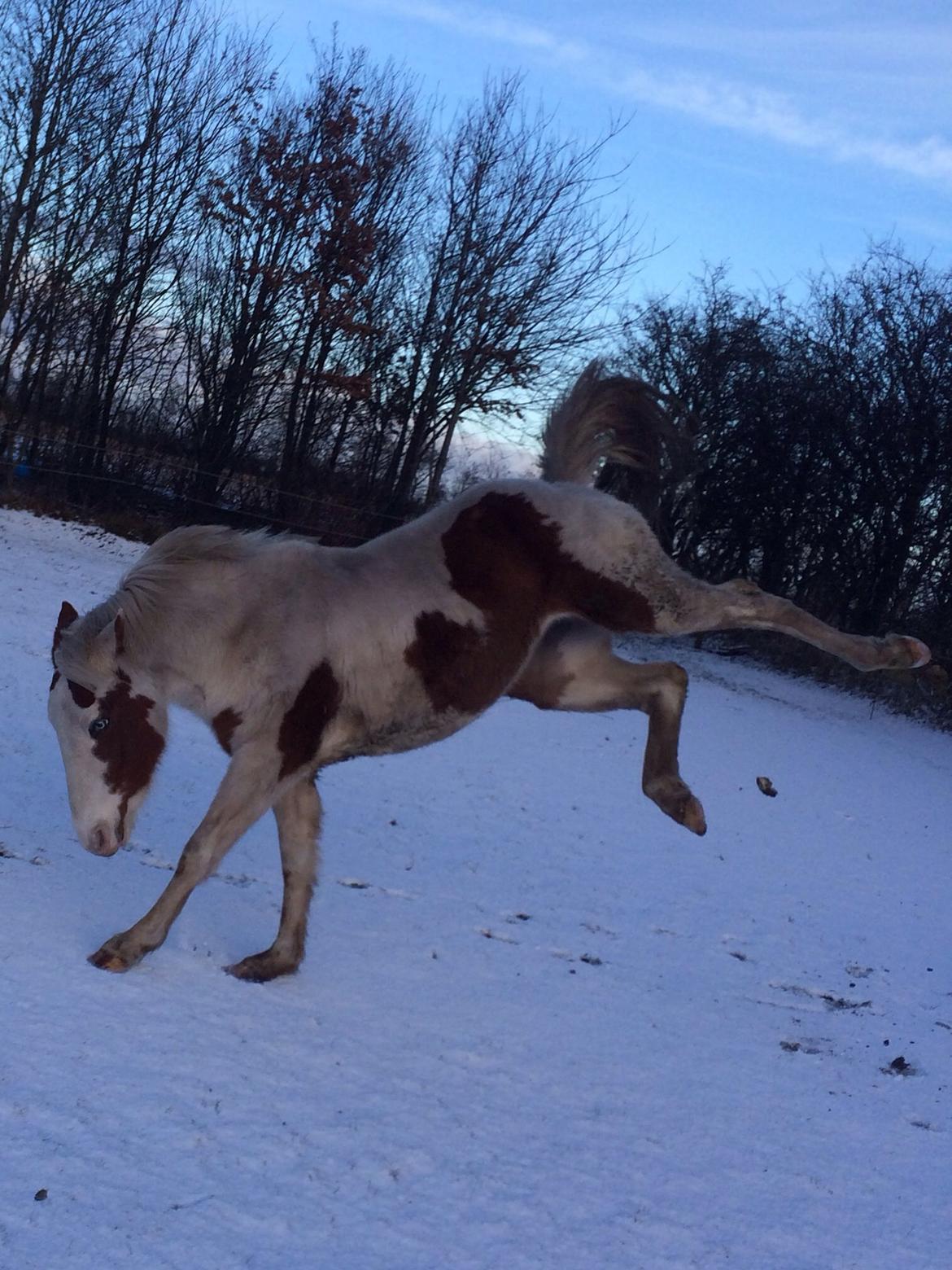 Paint Tinker blanding Sheena  - VIIILD, og hele 2 /2 år! billede 3