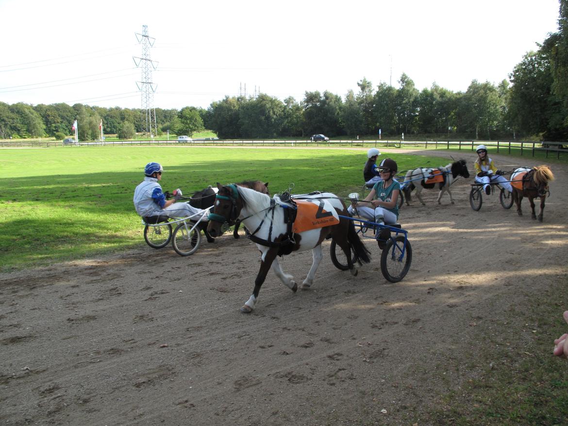 Shetlænder Smilla #Den farlige biavler! xD# - 1 plads:D billede 14