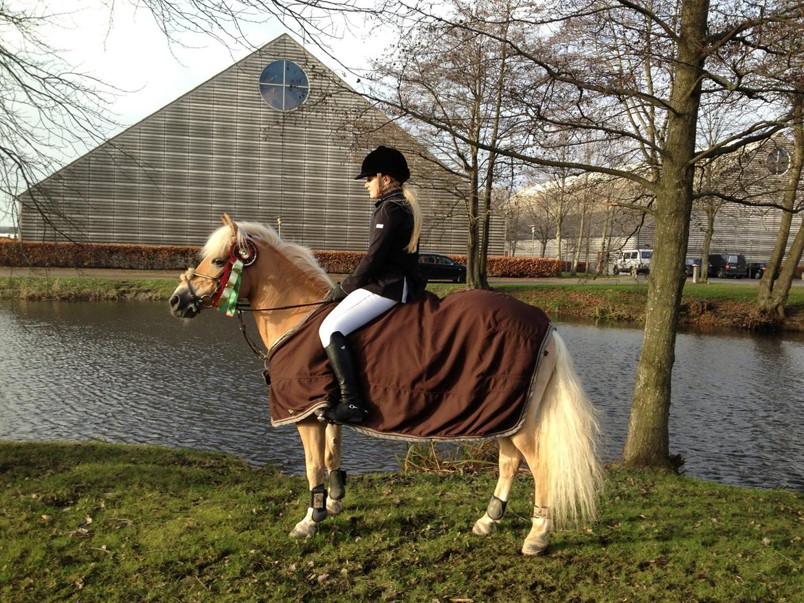 Haflinger Gullith - Christmas Show Warm Up 2013! Glæder mig allerede til 2014! <3 billede 20