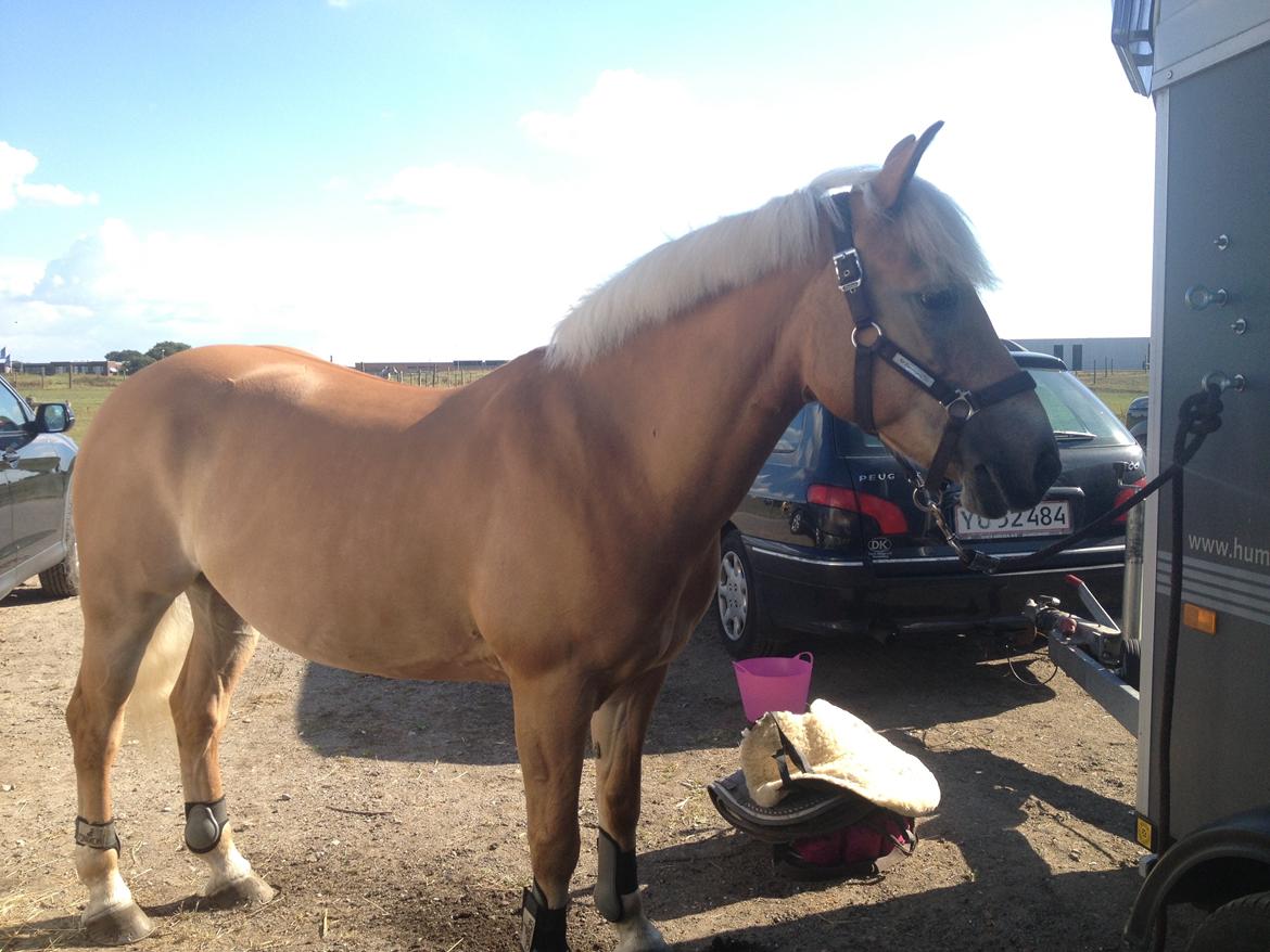 Haflinger Gullith - Stævne i Vejle :-) billede 14