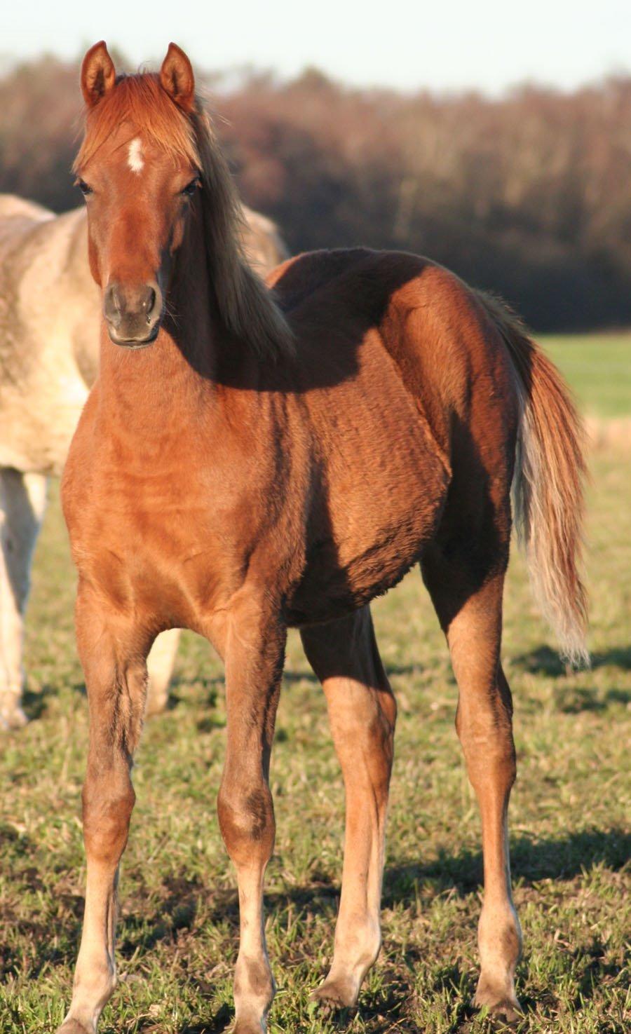 Arabisk fuldblod (OX) RM Bashir SOLGT billede 2