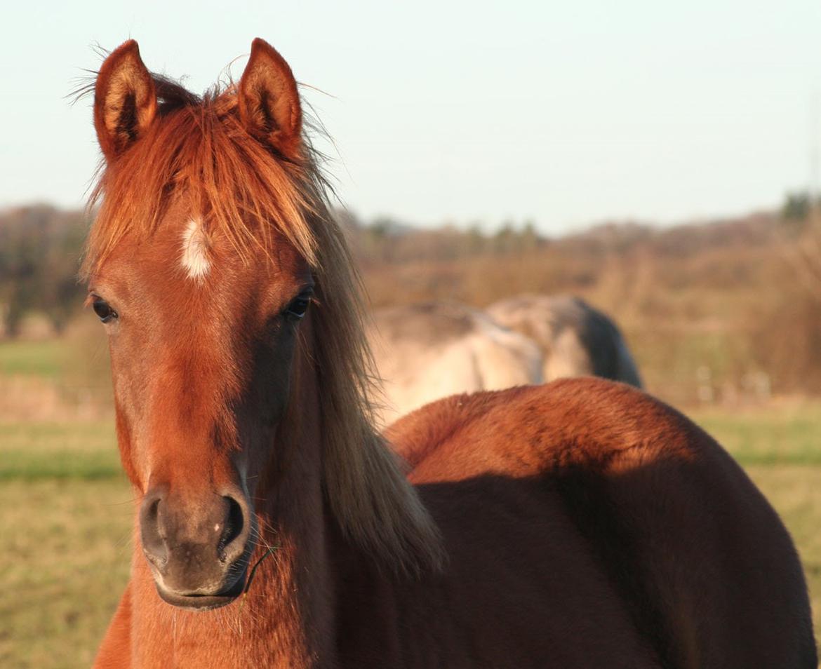 Arabisk fuldblod (OX) RM Bashir SOLGT billede 3