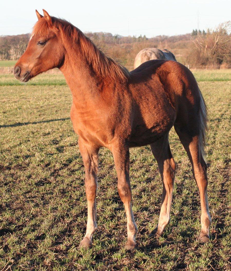 Arabisk fuldblod (OX) RM Bashir SOLGT billede 4