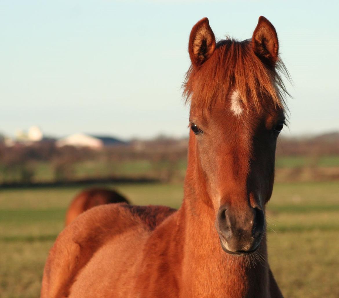 Arabisk fuldblod (OX) RM Bashir SOLGT billede 5