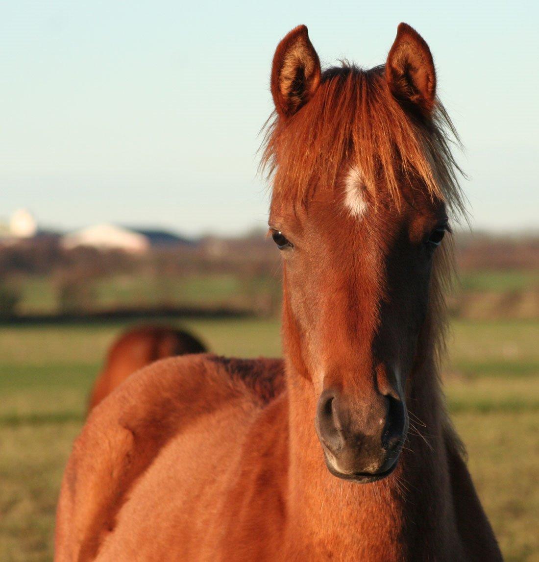 Arabisk fuldblod (OX) RM Bashir SOLGT billede 6