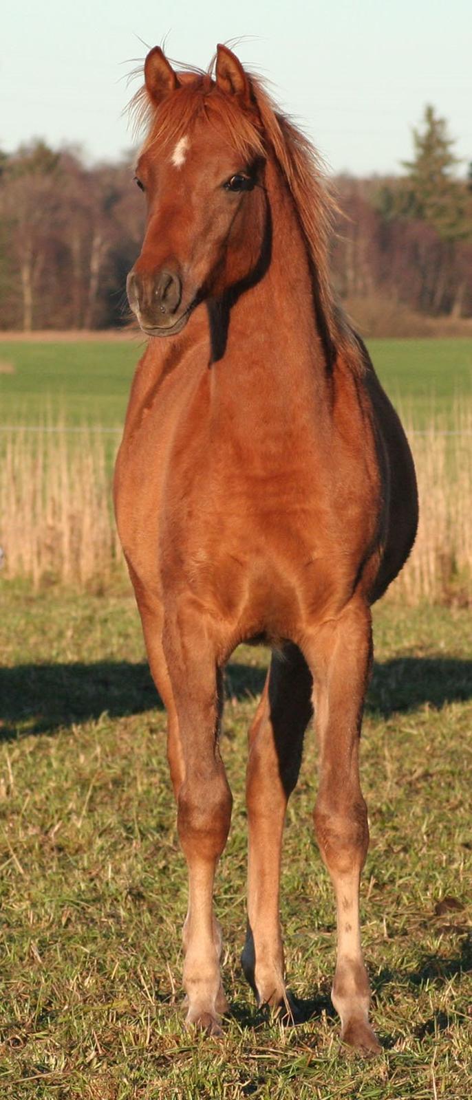 Arabisk fuldblod (OX) RM Bashir SOLGT billede 7