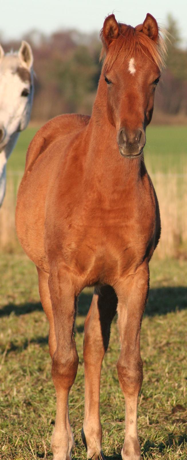 Arabisk fuldblod (OX) RM Bashir SOLGT billede 8