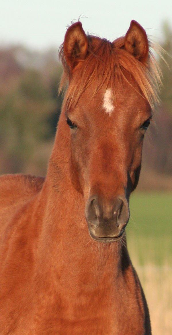 Arabisk fuldblod (OX) RM Bashir SOLGT billede 9