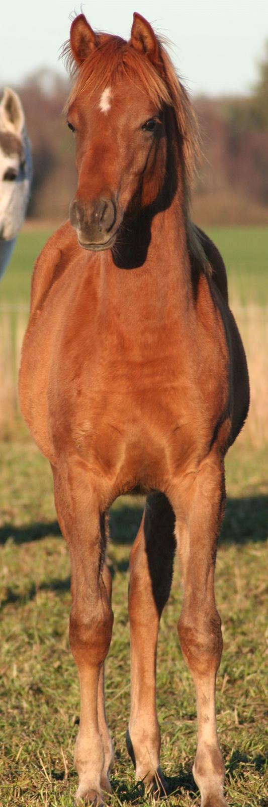 Arabisk fuldblod (OX) RM Bashir SOLGT billede 10