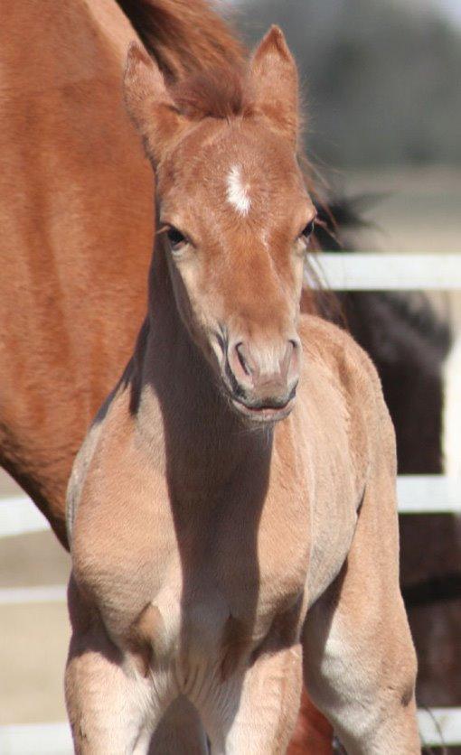 Arabisk fuldblod (OX) RM Bashir SOLGT billede 11