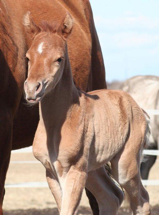 Arabisk fuldblod (OX) RM Bashir SOLGT billede 12