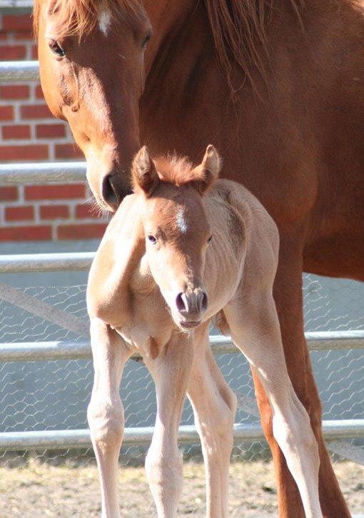 Arabisk fuldblod (OX) RM Bashir SOLGT billede 13