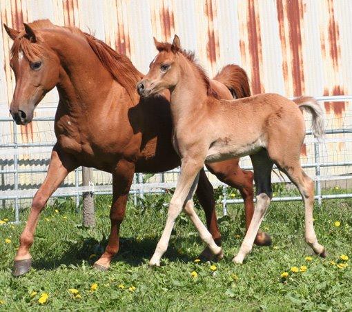 Arabisk fuldblod (OX) RM Bashir SOLGT billede 14