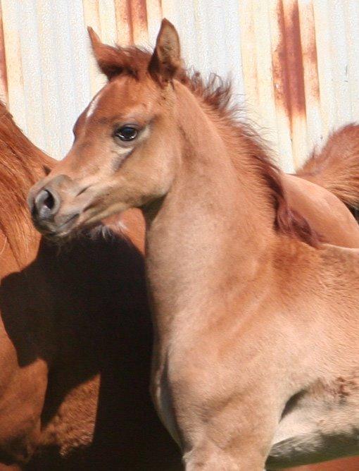 Arabisk fuldblod (OX) RM Bashir SOLGT billede 15