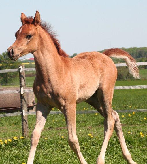 Arabisk fuldblod (OX) RM Bashir SOLGT billede 16