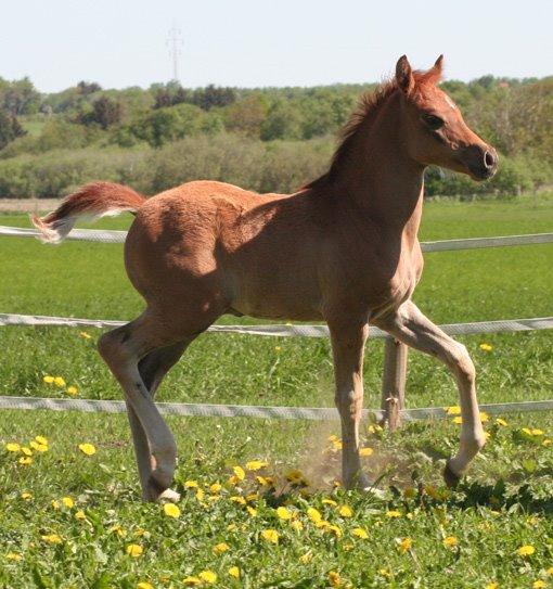 Arabisk fuldblod (OX) RM Bashir SOLGT billede 17