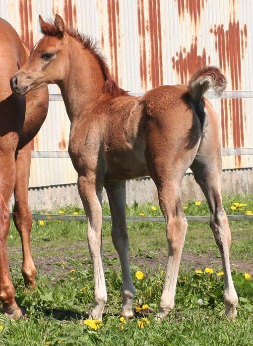 Arabisk fuldblod (OX) RM Bashir SOLGT billede 18