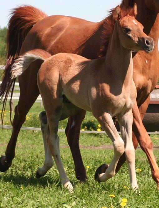 Arabisk fuldblod (OX) RM Bashir SOLGT billede 19