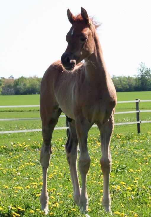 Arabisk fuldblod (OX) RM Bashir SOLGT billede 20