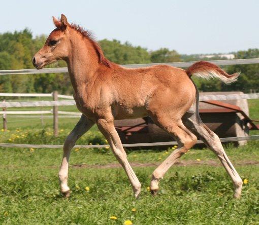 Arabisk fuldblod (OX) RM Bashir SOLGT billede 21