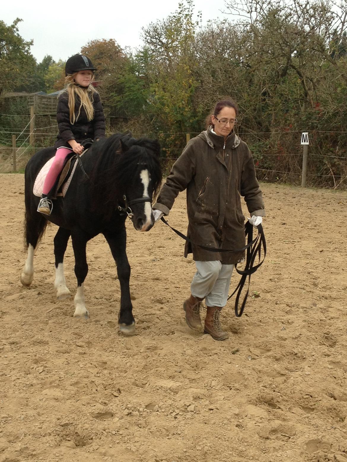 Welsh Pony af Cob-type (sec C) LlANFIHANGEL HEDD-WYN.  R.I.P 2016 billede 14