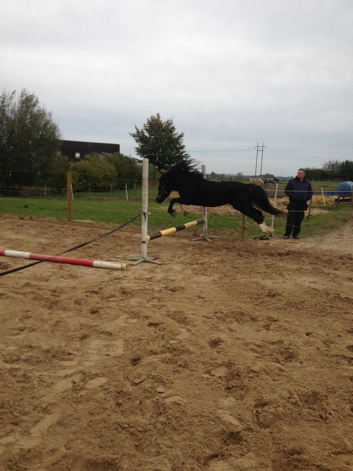 Welsh Pony af Cob-type (sec C) LlANFIHANGEL HEDD-WYN.  R.I.P 2016 billede 17