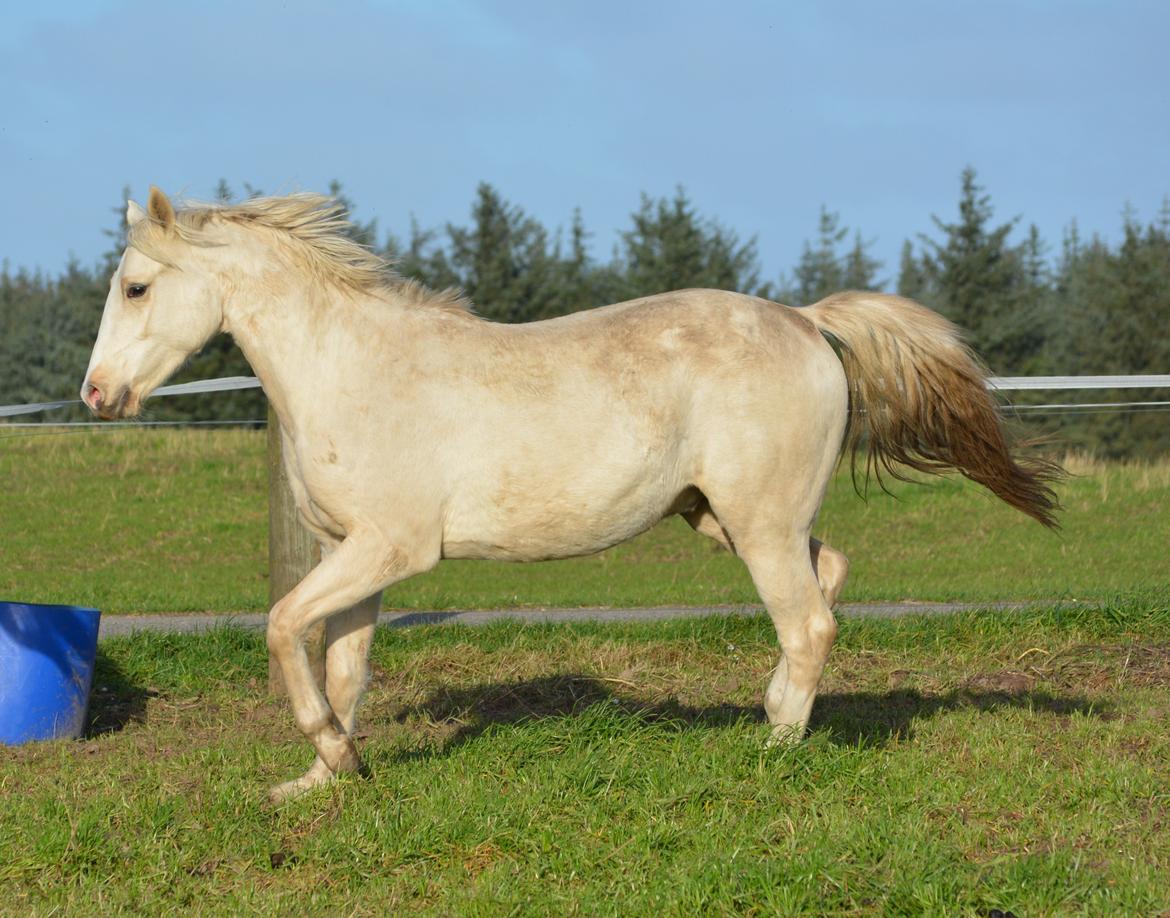 DSP Lykkebo Concordio billede 13