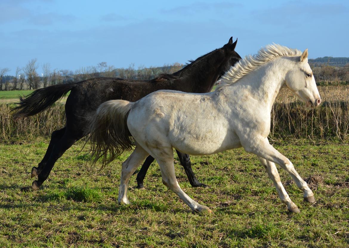 DSP Lykkebo Concordio billede 14