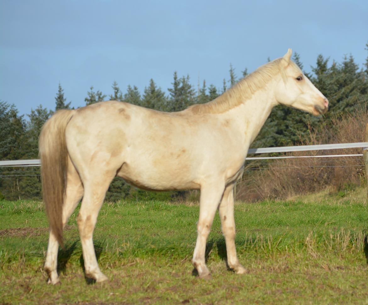 DSP Lykkebo Concordio billede 15