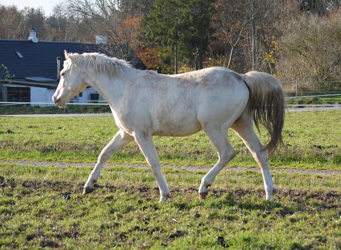 DSP Lykkebo Concordio billede 16