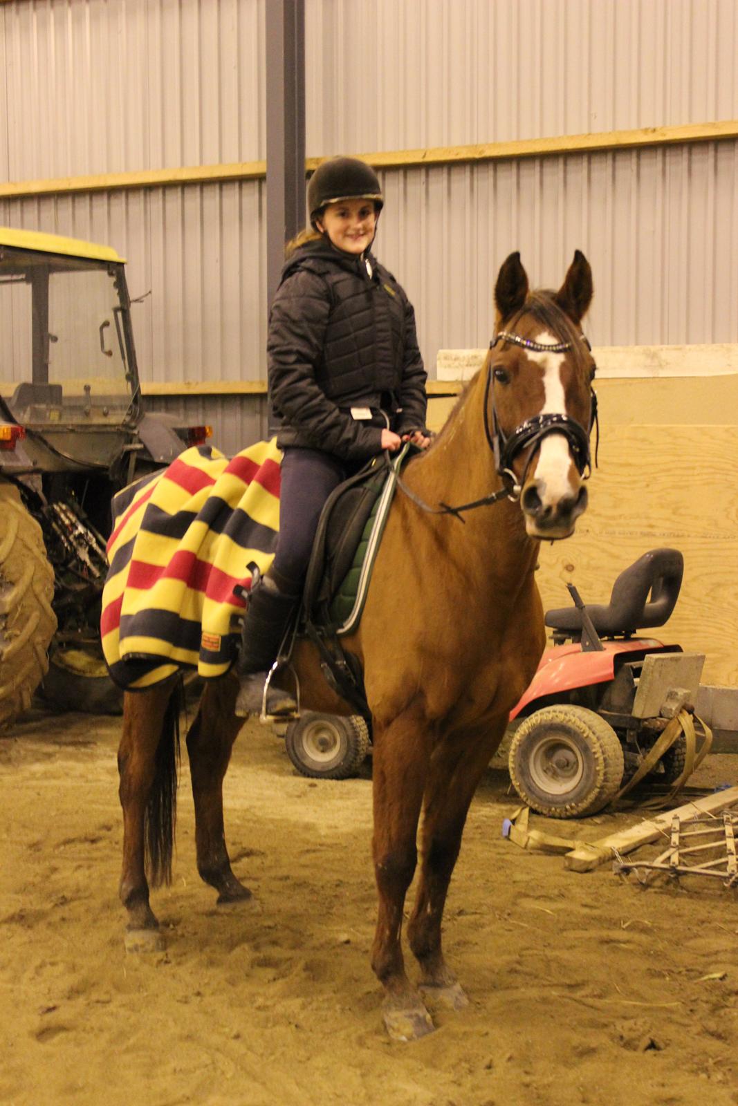 Arabisk fuldblod (OX) Grafik billede 19