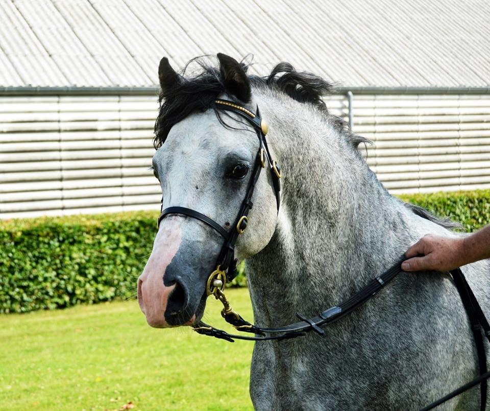 Welsh Pony (sec B) Bjerregårds Sonny Boy - Foto af Ida.  billede 1