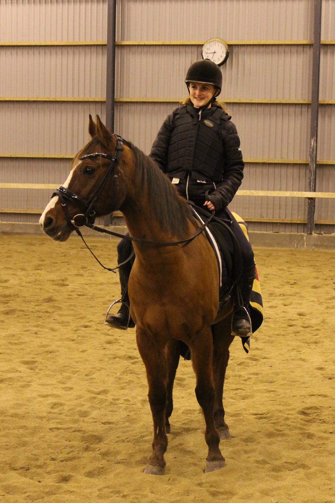 Arabisk fuldblod (OX) Grafik billede 16