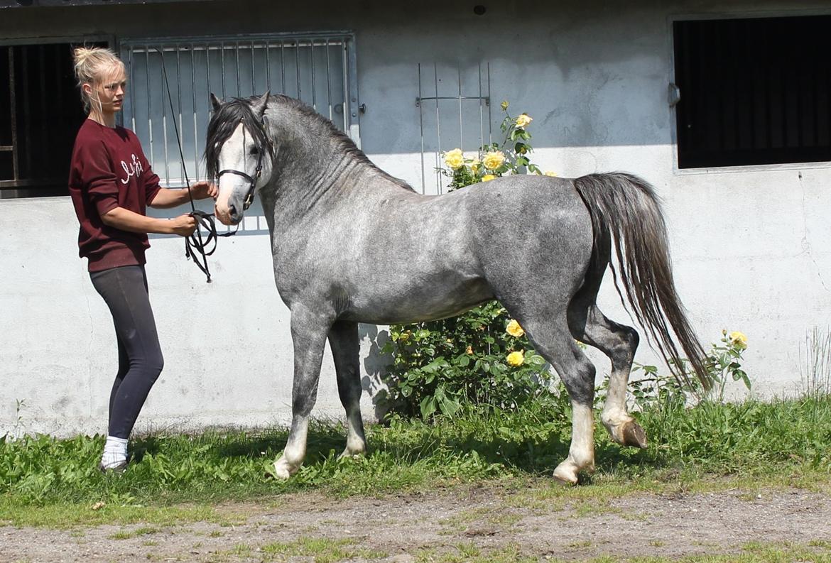 Welsh Pony (sec B) Bjerregårds Sonny Boy - Første gang jeg havde ham ude og træne  billede 6