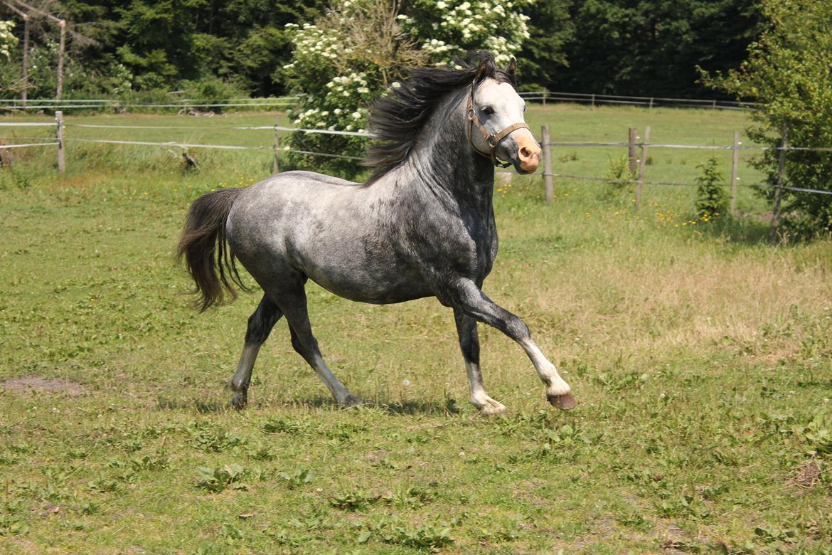 Welsh Pony (sec B) Bjerregårds Sonny Boy billede 12