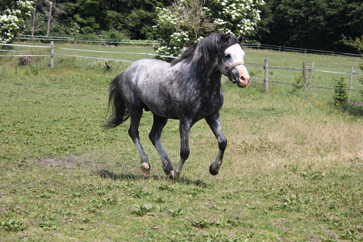 Welsh Pony (sec B) Bjerregårds Sonny Boy billede 14