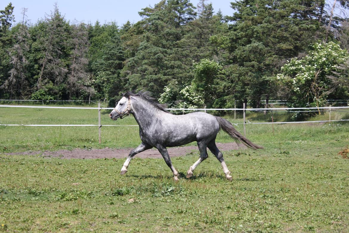 Welsh Pony (sec B) Bjerregårds Sonny Boy billede 15