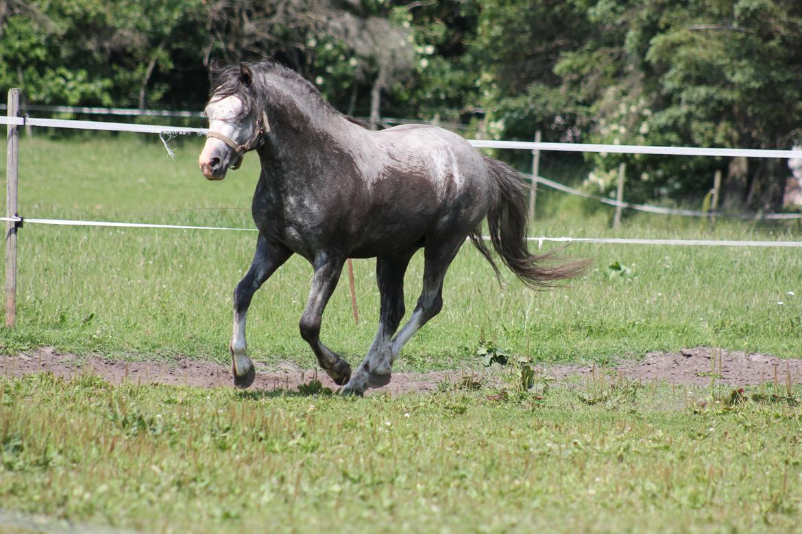 Welsh Pony (sec B) Bjerregårds Sonny Boy billede 3