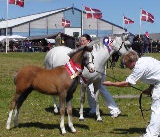 Welsh Pony (sec B) Bjerregårds Sonny Boy - Sonny Boy og hans mor Bjerregårds Sara til dyrskue i Horsens hvor Sonny Boy blev bedste føl. billede 16