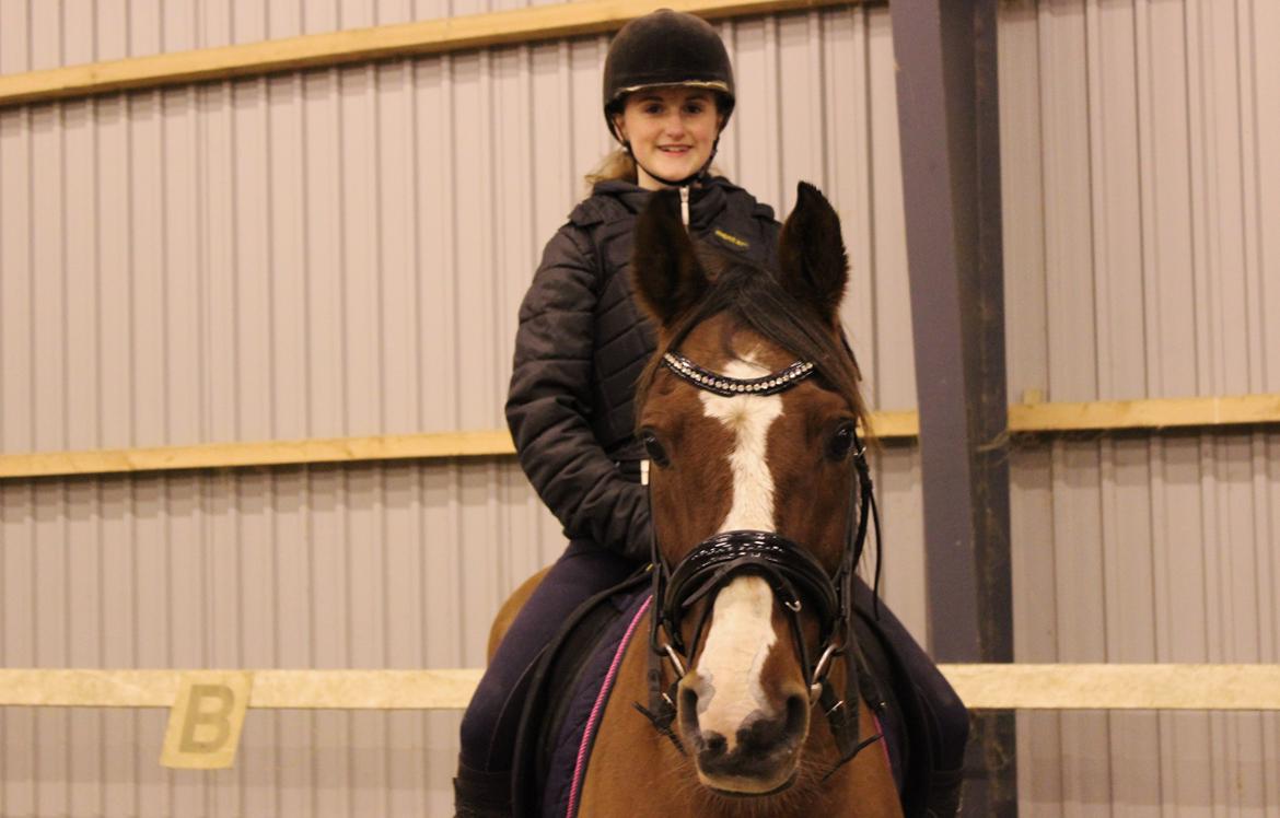 Arabisk fuldblod (OX) Grafik billede 17