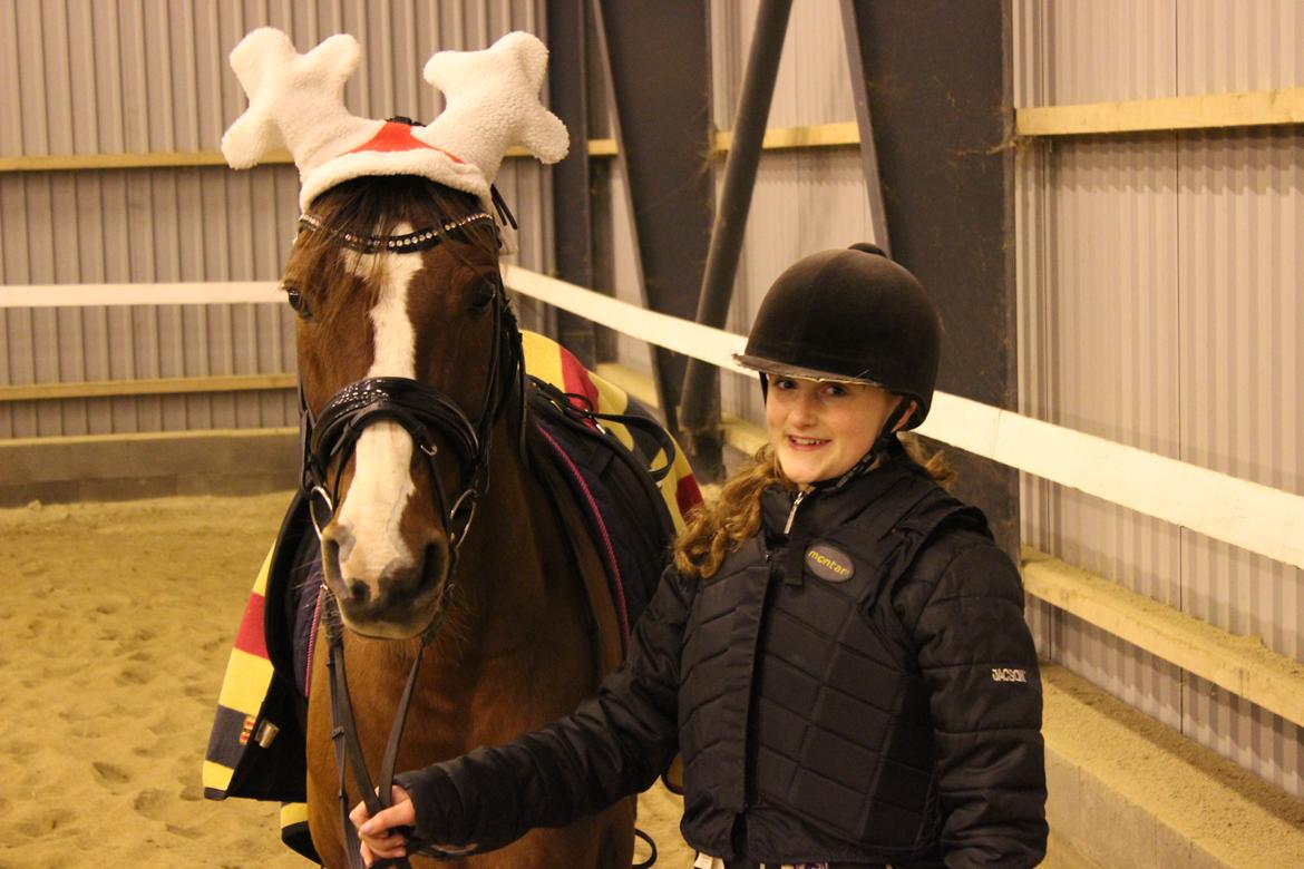 Arabisk fuldblod (OX) Grafik billede 18