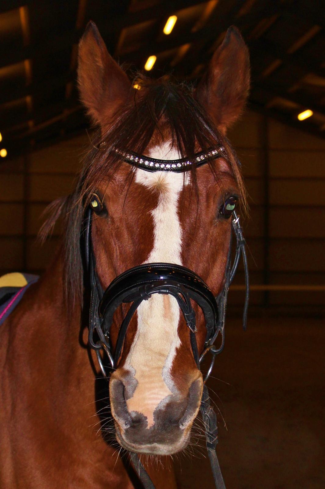 Arabisk fuldblod (OX) Grafik billede 20