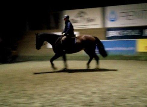 Dansk Varmblod Kronborgdiges Flika. ( låne hest) billede 3